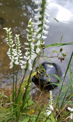 Spiranthes bightensis
