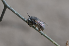 Anthophora hololeuca