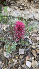 Pedicularis densiflora