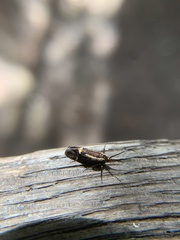 Esperia sulphurella