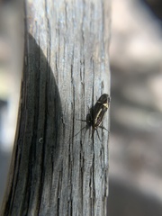 Esperia sulphurella