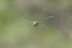 Anax gibbosulus