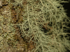Usnea mutabilis