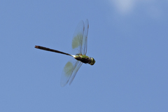 Anax gibbosulus