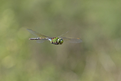 Anax gibbosulus