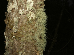Usnea mutabilis