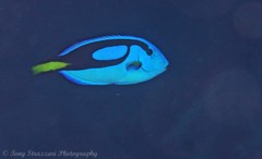 Paracanthurus hepatus