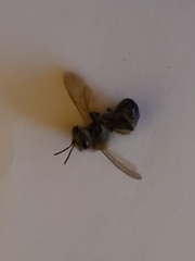 Apis mellifera