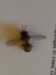 Apis mellifera