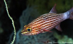 Cheilodipterus macrodon