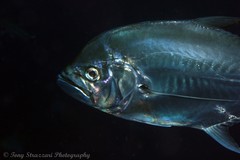 Atropus mentalis