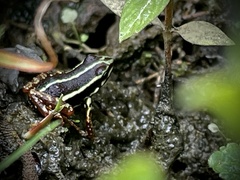 Epipedobates anthonyi