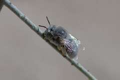 Anthophora hololeuca