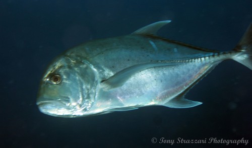 Yellowfin Trevally