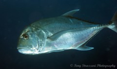 Yellowfin Trevally