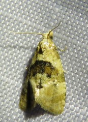 Phalonidia manniana