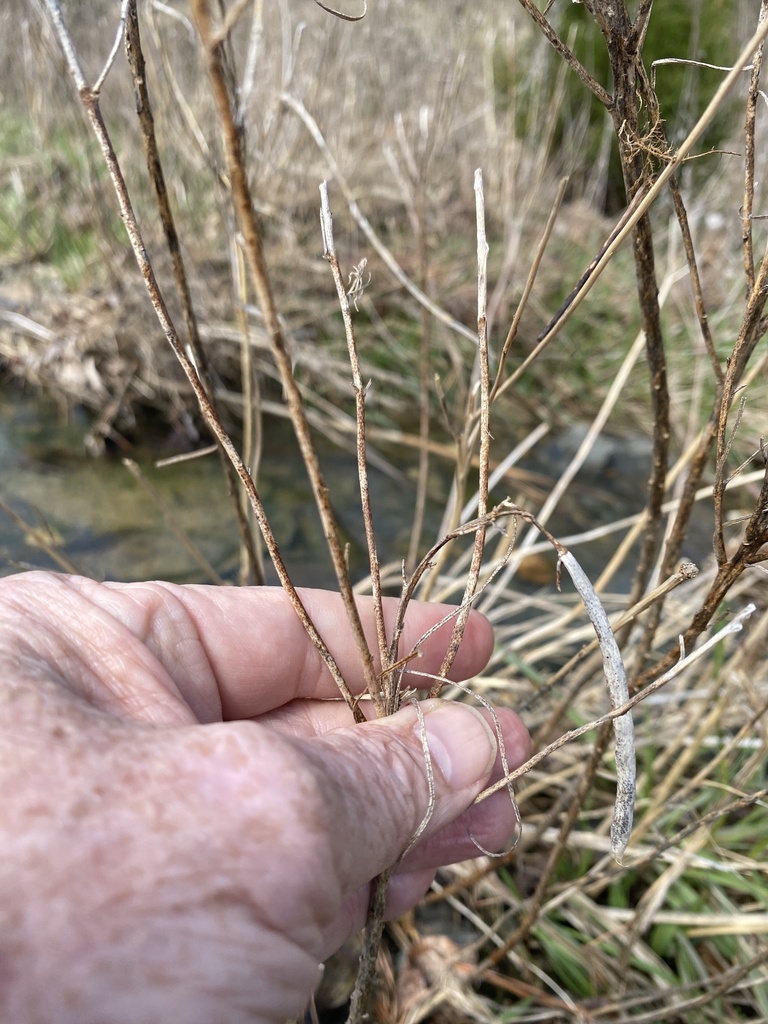 Amsonia hubrichtii, Lonsdale, AR, US