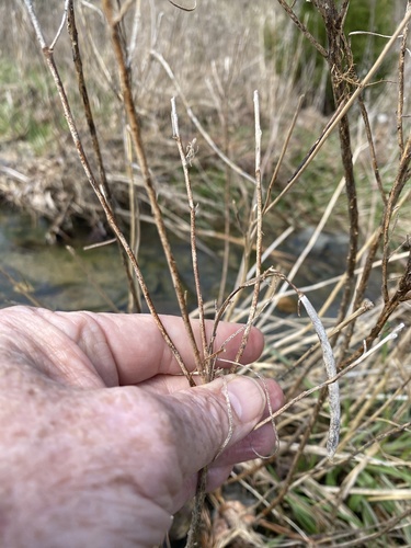 Amsonia hubrichtii