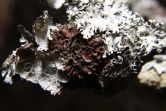 Tuckermanella fendleri