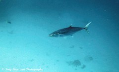 Scomberomorus commerson