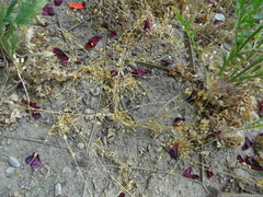 Holosteum umbellatum