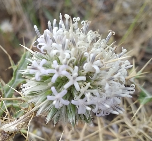 Echinops echinatus (Echinops echinatus)
