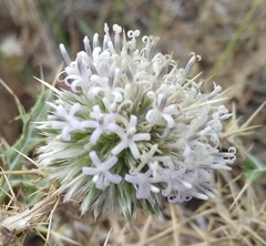 Angiospermae