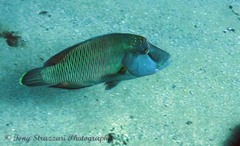 Napoleon Wrasse