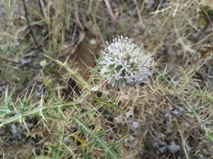 Angiospermae