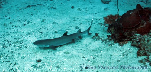 Whitetip Reef Shark
