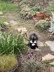 Mephitis mephitis occidentalis