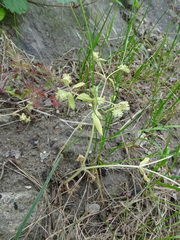 Valerianella locusta