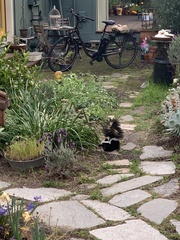 Mephitis mephitis occidentalis