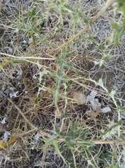 Angiospermae