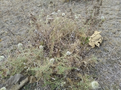 Angiospermae