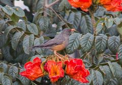 Turdus abyssinicus