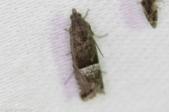 Sereda tautana