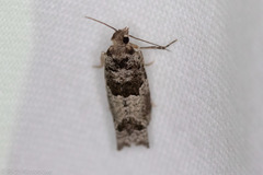 Pseudexentera knudsoni