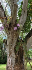 Dendrobium anosmum