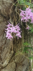 Dendrobium anosmum