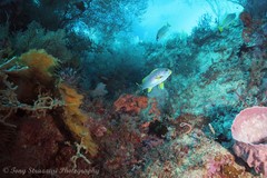 Plectorhinchus lineatus