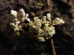 Cordyceps sinclairii