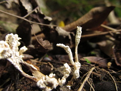 Cordyceps sinclairii