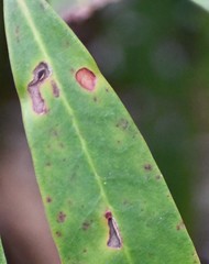 Chuppomyces handelii