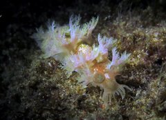 Marionia arborescens