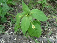 Impatiens parviflora