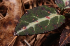 Pucciniastrum pyrolae