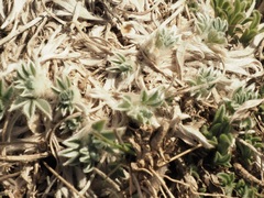 Astragalus tridactylicus