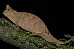 Brookesia superciliaris