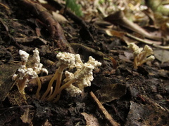 Cordyceps sinclairii